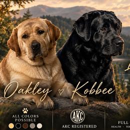Labrador Retriever puppies from Westwind Labradors