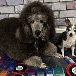 Poodles from JHT’s Standards