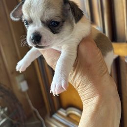 Orange - Sable spotted white male Chihuahua puppy in Isanti, Minnesota from Happy Little Chihuahuas