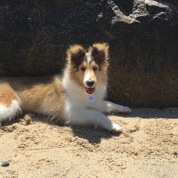 Shetland Sheepdog Puppies from Hillbrae Shetland Sheepdogs