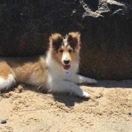 Shetland Sheepdog Puppies from Hillbrae Shetland Sheepdogs