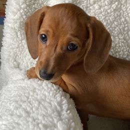 Dachshund Puppies from Bella’s Puppies