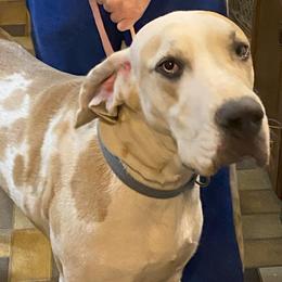 Faith - Great Dane