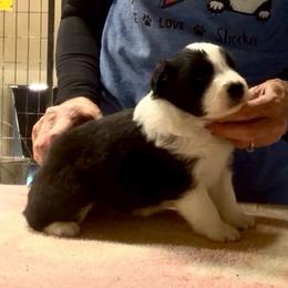 Boy 2 - Black male Border Collie puppy in Farmersville, Texas from Omegamtn Border Collies
