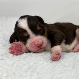Rhythm - Brown male Bernedoodle puppy in Fleming, Colorado from Vandenbark Doodles