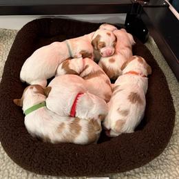 Boy 2 - White and orange male Brittany puppy in Northbrook, Illinois from Endellion Brittany’s
