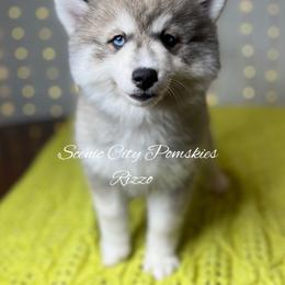 Rizzo - Silver and white female Pomsky puppy in Rossville, Georgia from Scenic City Pomskies