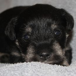 Ryan - Black and silver male Miniature Schnauzer puppy in Richardton, North Dakota from Crooked Tree Ranch