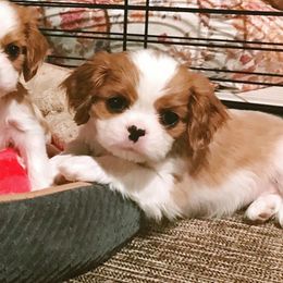 Blenheim Girl 1 - Blenheim Cavalier King Charles Spaniel puppy in Marengo, Illinois from Millaray Cavaliers