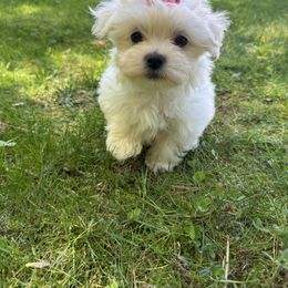 Girl 1 - White female Maltese puppy in Massachusetts from Happy Tail Yorkies and Maltese