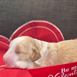 Snoopy - Apricot male Aussiedoodle puppy in Cumberland, Rhode Island from W Doodle Crew