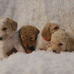 Goldendoodles from Jolley Goldendoodles