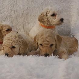Goldendoodles from Jolley Goldendoodles