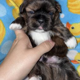 Bandit - male Shih Tzu puppy in Kettering, Ohio from The Ruff Life Tribe