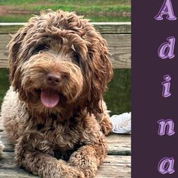 Adina - Labradoodle