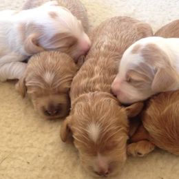 Australian Labradoodle Puppies from Blue Opal Labradoodles