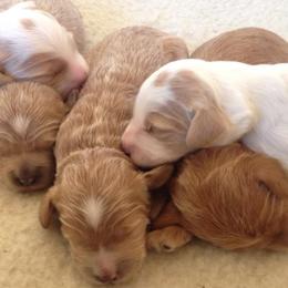 Australian Labradoodle Puppies from Blue Opal Labradoodles