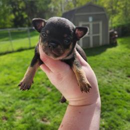 Jarek - Black and tan male Chihuahua puppy in Ashtabula, Ohio from Paw's & Awe's Chihuahuas
