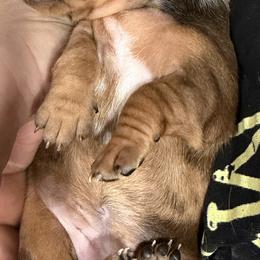 Dachshund Puppies from Witchy Woman’s Wiener’s