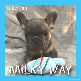 French Bulldog Puppies from Ronghi's Wiggle Butt Frenchies