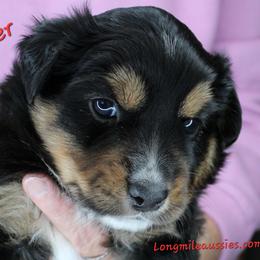 Ginger BTF6 - Black tri female Miniature Australian Shepherd puppy in Elgin, Oregon from LongMile Aussies