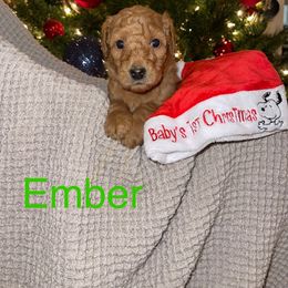 Ember - Labradoodle puppy in Warfordsburg, Pennsylvania from Black Oak Forrest Doodles