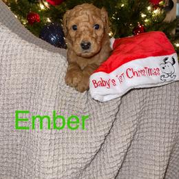 Ember - Labradoodle puppy in Warfordsburg, Pennsylvania from Black Oak Forrest Doodles