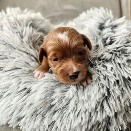 Ore - Red  male Goldendoodle puppy in Grand Junction, Colorado from QP Doodles