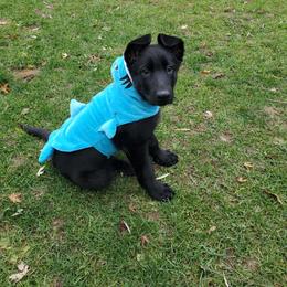 German Shepherd Puppies from Casamoko German Shepherds