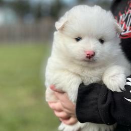 Aries - White male Pomsky puppy in Oak Harbor, Washington from Island Pomskies