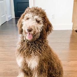 Poodles from Southern Rose Kennel