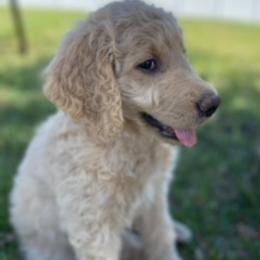 Goldendoodle Puppies from Da Ruba Doodles