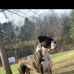 Sage - Boxer