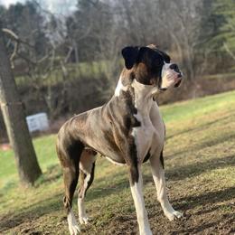 Sage - Boxer