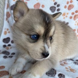 Aspen - Wolf sable female Pomsky puppy in Greenfield, Minnesota from SRF Pomskies