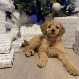 Goldendoodle and Golden Retriever Puppies from Were The Mack'Doodles