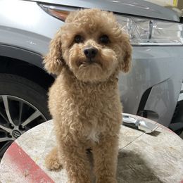 Duke - Poodle