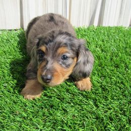Dapple male - Dapple male Dachshund puppy in Mc Donough, Georgia from Hot Diggity Doxies