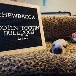 French Bulldog Puppies from Rootin' Tootin' Bulldogs, LLC