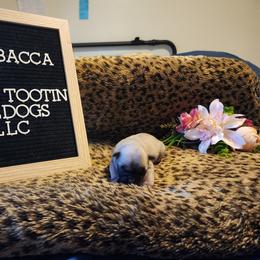 French Bulldog Puppies from Rootin' Tootin' Bulldogs, LLC