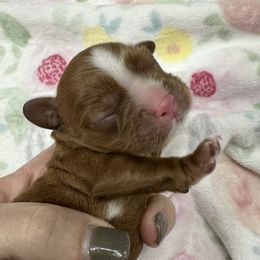 Sadey - Ruby Cavalier King Charles Spaniel puppy in Georgia from Southern Bred Cavaliers