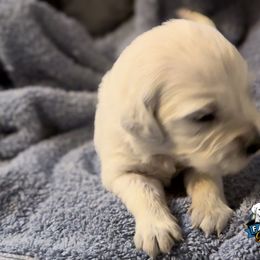 Yellow Collar Girl - Sunshine - Golden Retriever puppy from Farley Goldens