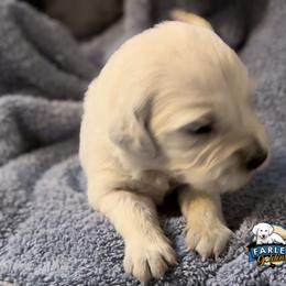 Yellow Collar Girl - Sunshine - Golden Retriever puppy from Farley Goldens