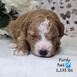 Red - Apricot male Goldendoodle puppy in Rockledge, Florida from Stormie's Doodles
