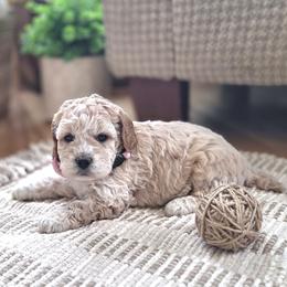 Meet McKenzie :) - Apricot female Cavapoo puppy in Centerville, Iowa from Barnyard Dachshunds, Dals & Doodles