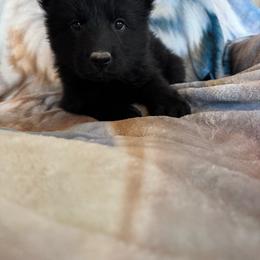 Luna - Black female German Shepherd puppy in Jennings, Kansas from Lost Creek German Shepherds LLC