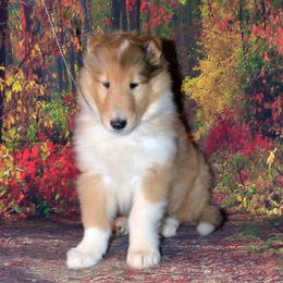 Collies from Avalon Collies