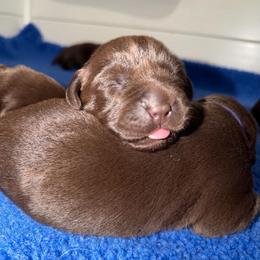 Purple - Chocolate female Labrador Retriever puppy in Brooksville, Florida from Lonestar Labradors C&E