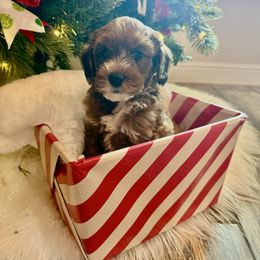 Girl 2 - Sable female Aussiedoodle puppy in Paradise, Texas from Diamond Z Poodles & Doodles
