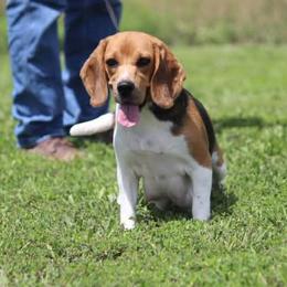 Ava - Beagle